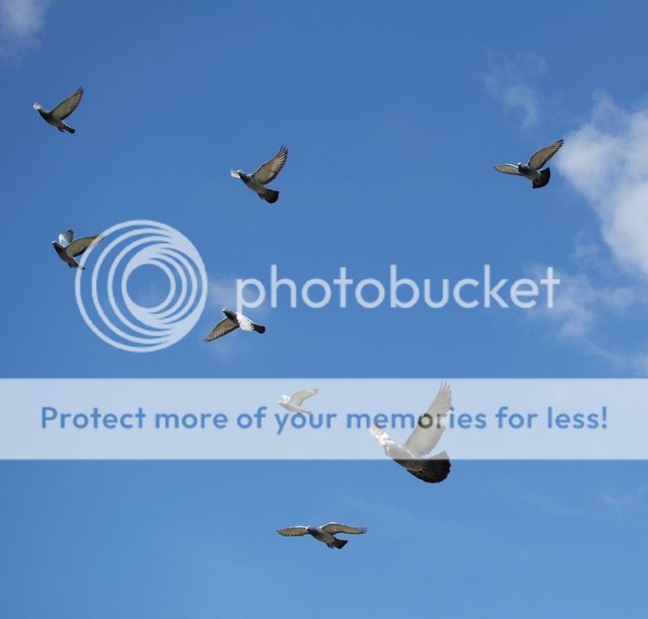 24e559ae-7124-4e2a-a7bb-8ac5cda148dc_zps