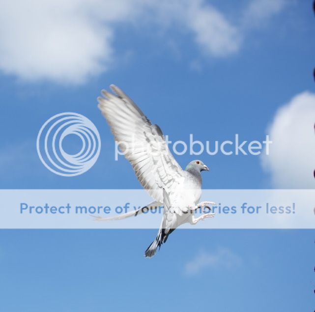 27491117-6027-4444-896b-9951b5ed90f7_zps