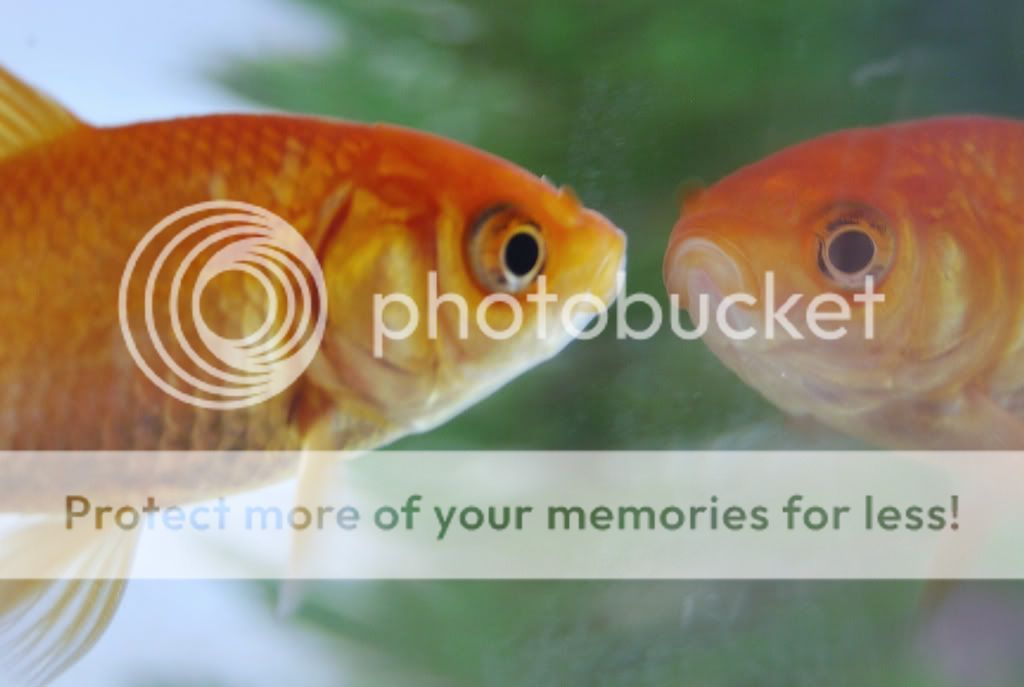 gold fish Pictures, Images and Photos