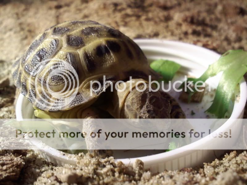 new russian tortoise owner
