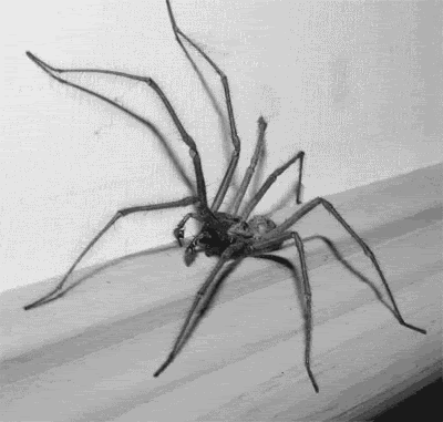 Scary spider