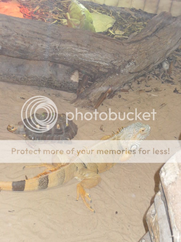 Twycross Zoo. ) Reptile Forums