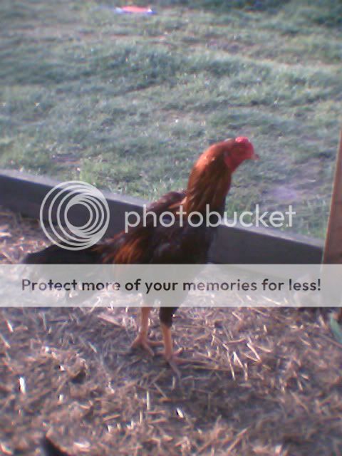 chickens003.jpg