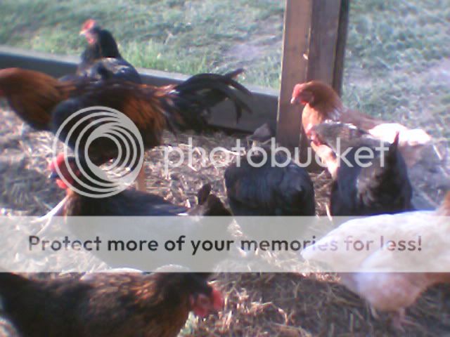 chickens004.jpg
