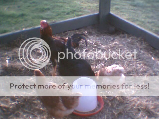 chickens010.jpg