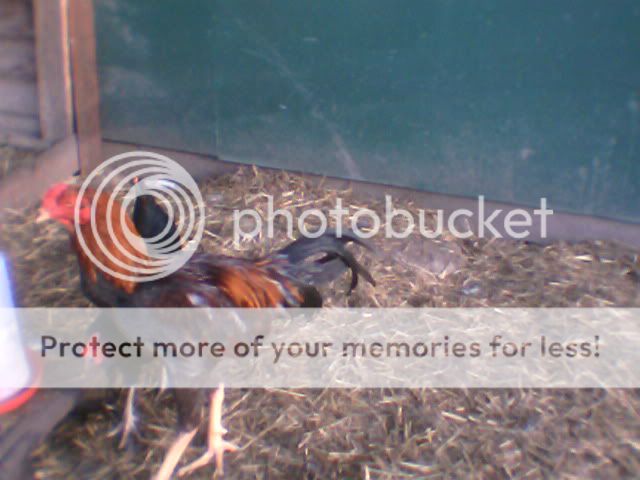 chickens011.jpg