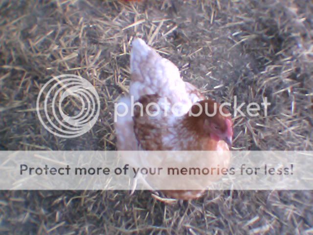 chickens012.jpg