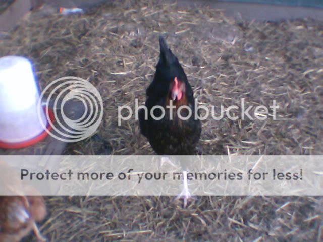 chickens015.jpg
