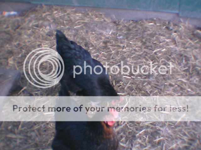 chickens016.jpg