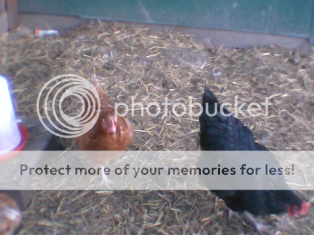 chickens017.jpg