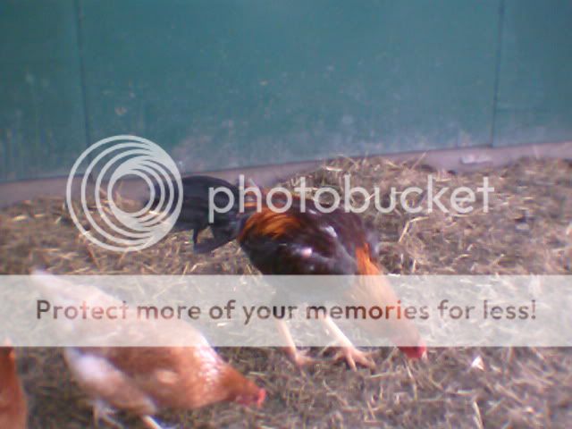 chickens018.jpg