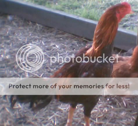 chickens2001.jpg