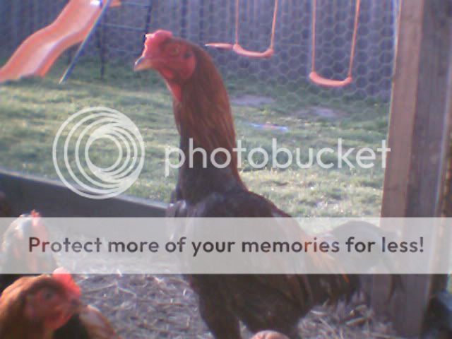 chickens2004.jpg