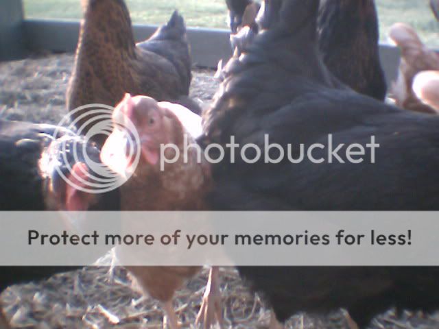 chickens2005.jpg