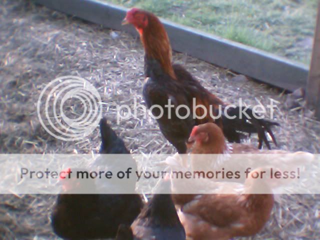 chickens2006.jpg