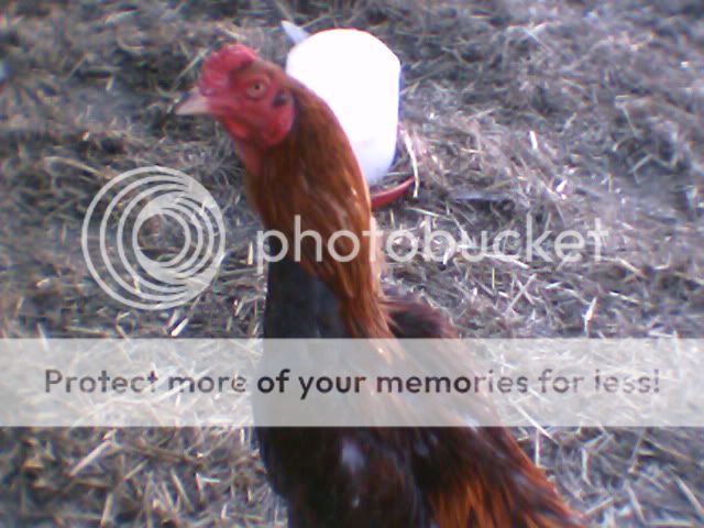 chickens2007.jpg