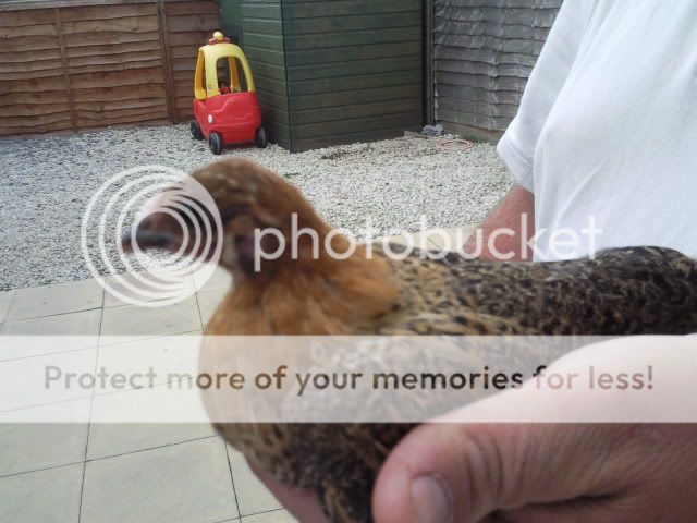 oxfordchicks4001.jpg