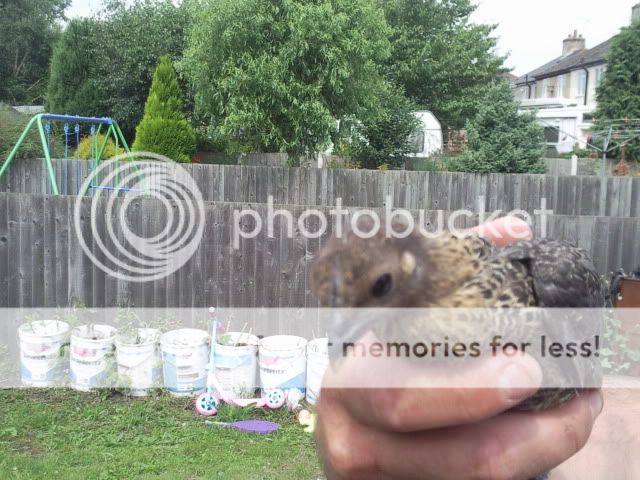 oxfordchicks4003.jpg