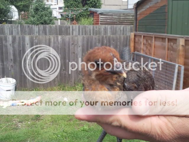 oxfordchicks4004.jpg
