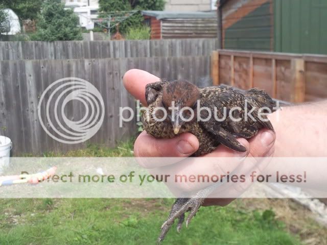 oxfordchicks4005.jpg