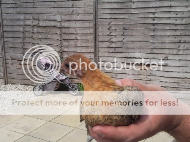 oxfordchicks4006.jpg