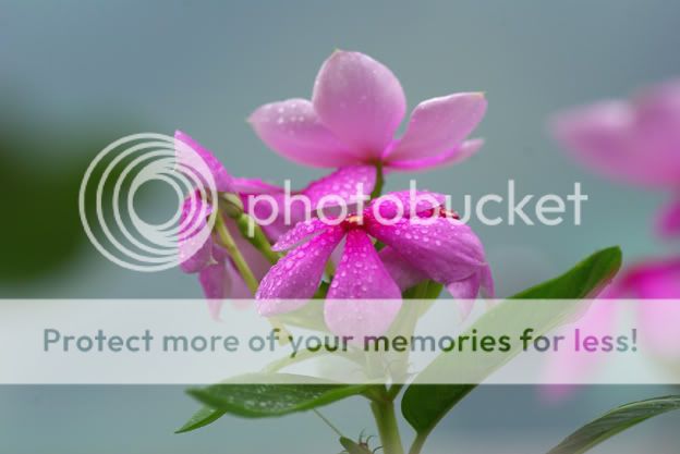Flower in rain 2