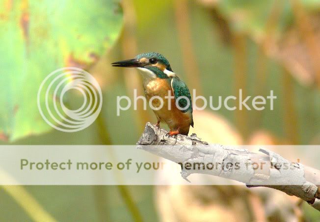 Kingfisher on branch1