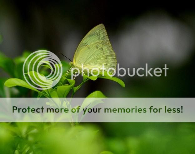 Butterfly @ LokWah Park