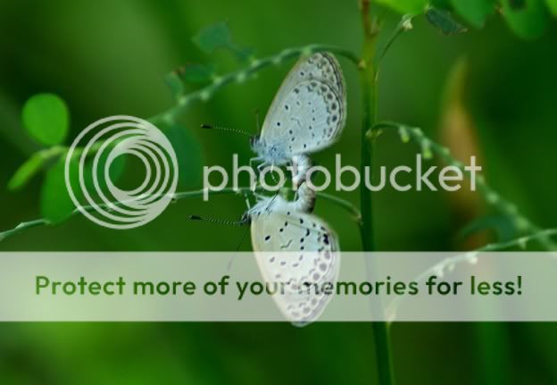 Butterfly lovers 3
