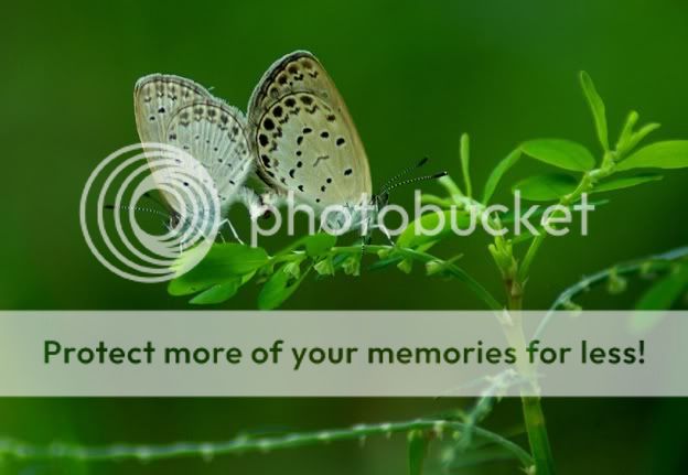 Butterfly lovers 1