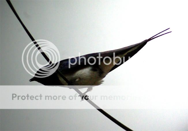 bird2