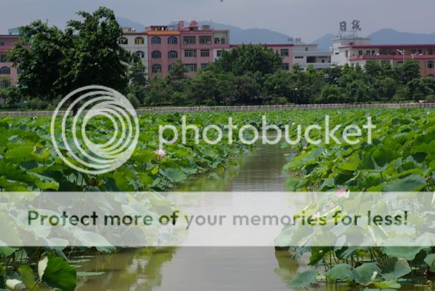 The lotus pond