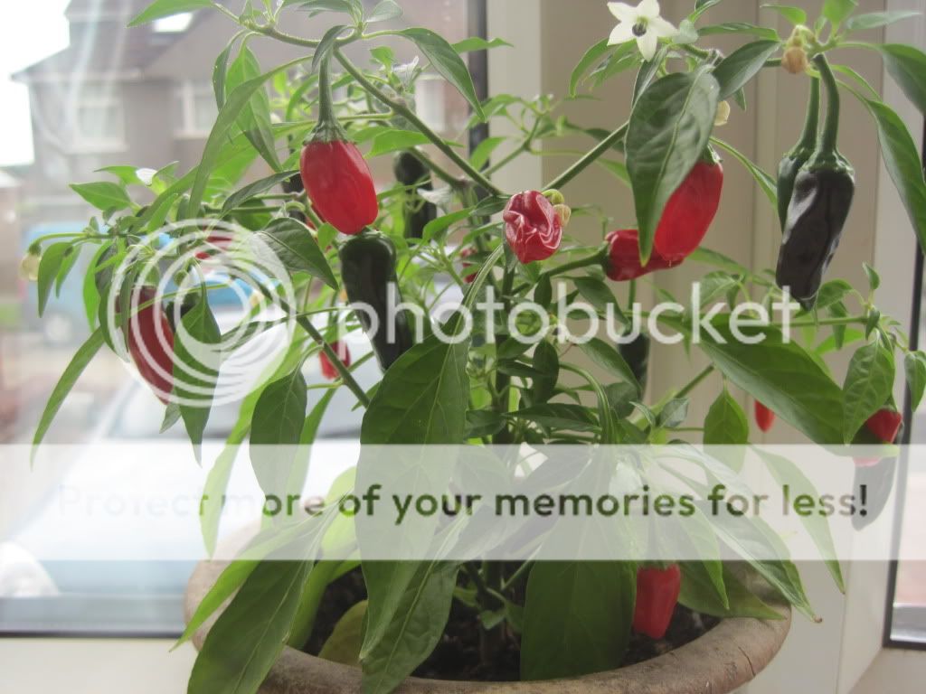 Chillies005.jpg?t=1280327764