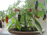 th_Chillies004.jpg?t=1280327477