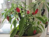 th_Chillies005.jpg?t=1280327477