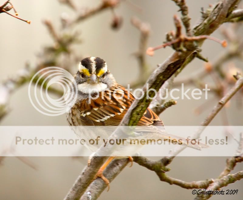 IMAGE: http://i720.photobucket.com/albums/ww210/DiveNFly/ImBad.jpg